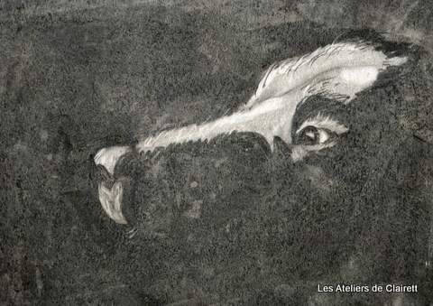 chien fusain fond noir